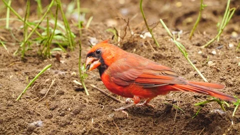 Northern Red Cardinal Stock Footage 96181739