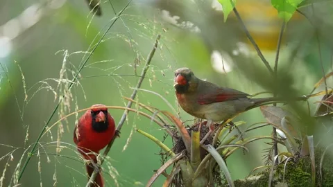 Northern Red Cardinal Stock Footage 268479697