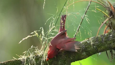 Northern Red Cardinal Видео 268479898