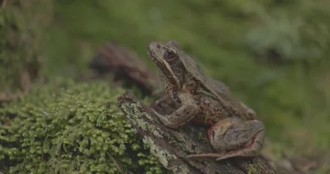Northern Red-legged Frog Stock Footage 281709288