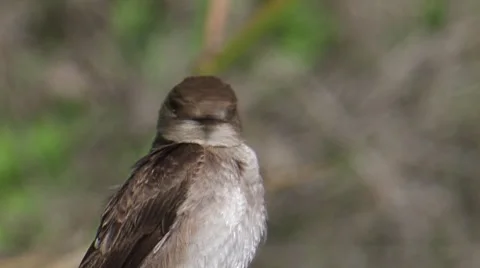 Northern Rough-winged Swallow 2 Stock Footage 8549799