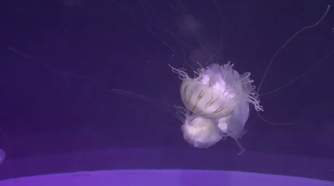Northern sea nettle Stock Footage 34643065