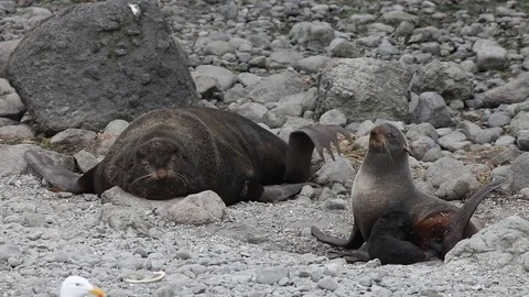 Northern seal Video stock 80899091