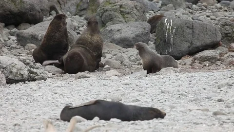 Northern seal Video stock 80899318