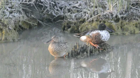 Northern Shoveler Stock Footage 24857516