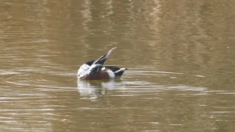Northern Shoveler Stock Footage 331994031