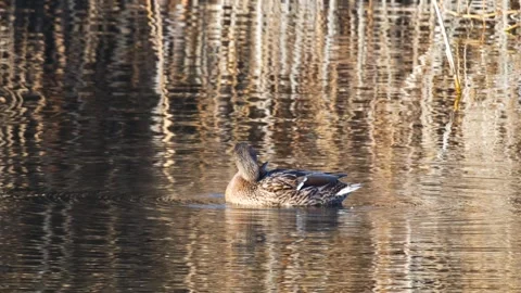 Northern Shoveler Vídeos de archivo 337169589