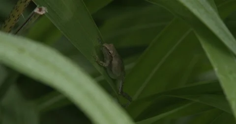 Northern Spring Peeper, Clinging To Grass Blade, Hiding Stock Footage 234650252