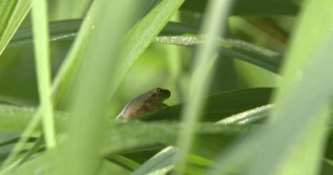 Northern Spring Peeper Hiding In Shadows Of Grass Blades Stock Footage 234647039