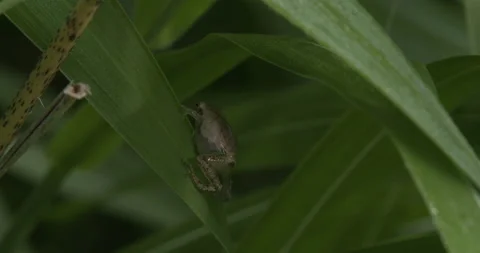 Spring Peeper Stock Video Footage | Royalty Free Spring Peeper Videos ...