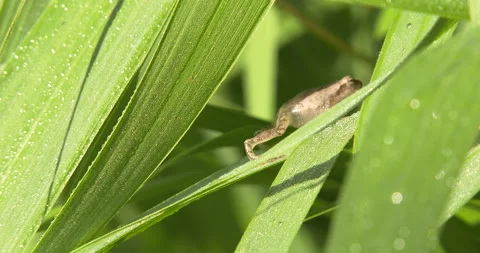 Northern Spring Peeper, Moves Up Grass Blade, Exits Stock Footage 234646932