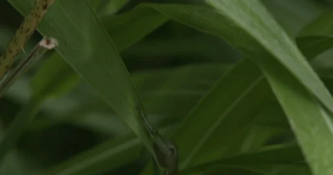 Northern Spring Peeper, Moving About Among Grass Blades Stock Footage 234651368