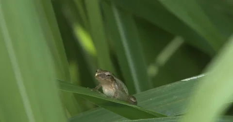Northern Spring Peeper, Resting on Blade of Grass Stock Footage 234653307