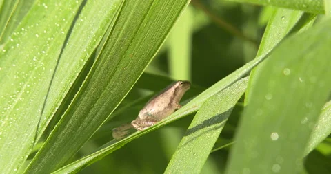 Northern Spring Peeper, Resting on Grass Blade Stock Footage 234641437