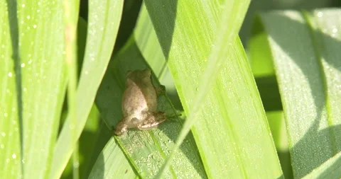 Northern Spring Peeper, View of Rear, Hiding Under Grass Blade Stock Footage 234648091