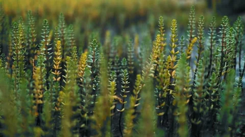Northern summer grass in the wind Vídeo Stock 57798815