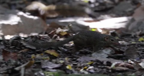 Northern Tree Shrew move on rainforest flor close up nt Stock Footage 332042451