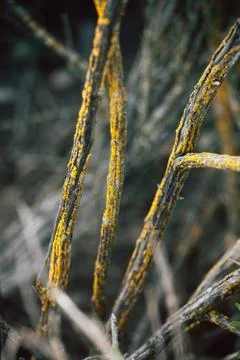 Northern tree stem with moth Stock Photos