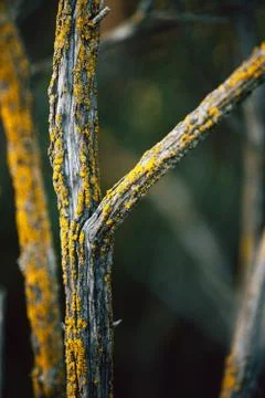 Northern tree stem with moth Stock Photos