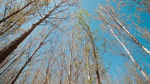 Northern trees grow in the spring under the sun Stock Footage 257171836