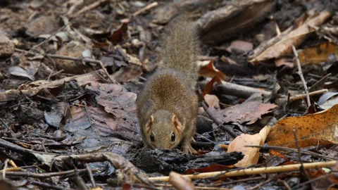 Northern Treeshrew drinking Stockbeeldmateriaal 268414217