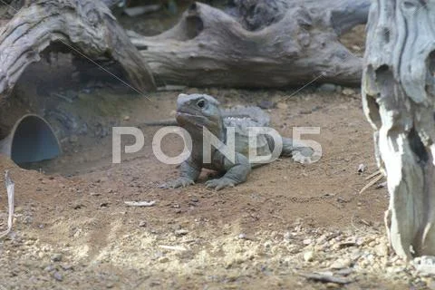 A northern tuatara - sphenodon punctatus - ancient reptile Stock Photos