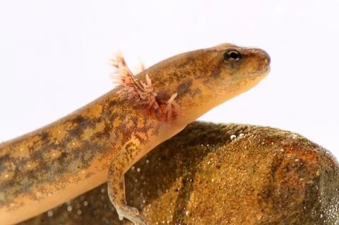 Northern two-lined salamander (eurycea bislineata) Stock Photos