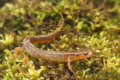 Northern two-lined salamander (eurycea bislineata) Stock Photos