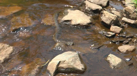 Northern Water Snake 2011 - 2 Video stock 22995855