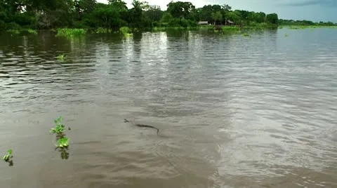 Northern water snake Stock Footage 10792943