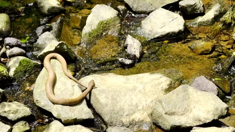 Northern Water Snake getting some sun Stock Footage 341527821