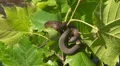 Northern Water Snakes (Nerodia sipedon) HD Footage