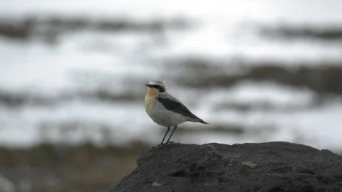 Northern wheatear bird perched on a volcanic rock in Iceland nature Video stock 339775959