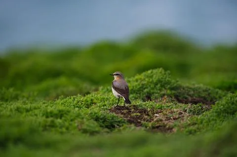 Northern wheatear looking at camera Stock Photos