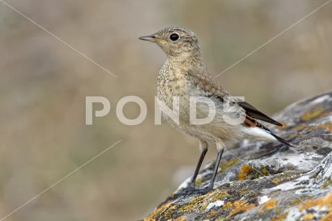 Northern Wheatear - Oenanthe oenanthe with the moth during its chicks feeding Stock Photos