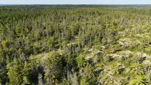 Northern Wilderness Drone, Endless Forests Stock Footage 340228651
