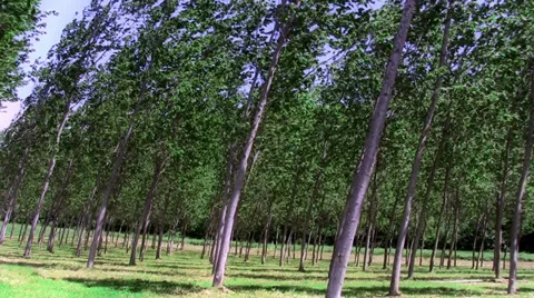 Northern wind in the forest Stock Footage 34356441