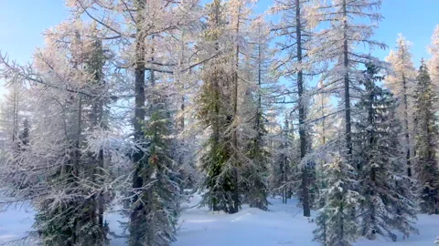 Northern winter forest Stock Footage 302970684