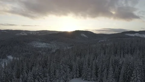 Northern winter forrest Stock Footage 169014746