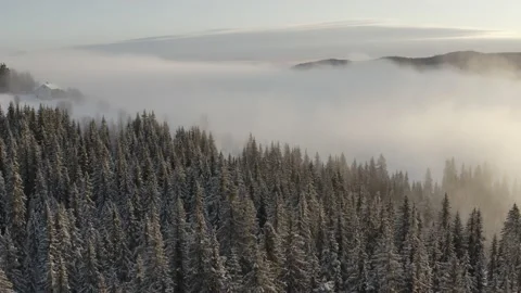Northern winter forrest 動画素材 169014870