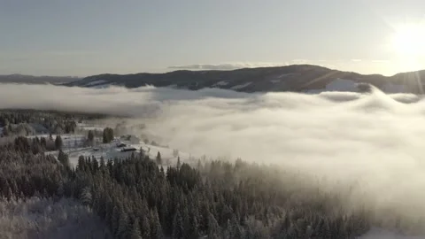 Northern winter forrest Stock Footage 169015051