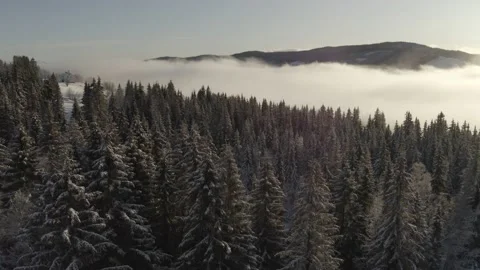 Northern winter forrest Stock Footage 169015189