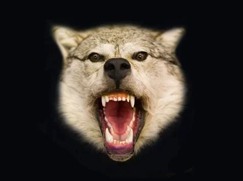 Northern wolf Stock Photos