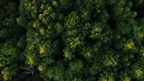 Northern woods Video stock 137550076