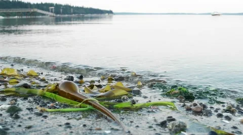 Northwest beach Stock Footage 54094770