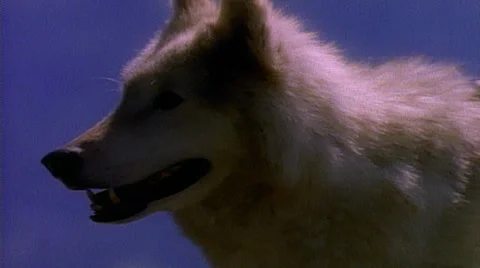 Northwest closeup of Wolf 스톡 동영상 29810957