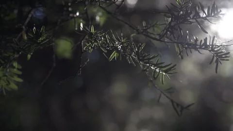 Northwest forest foliage Stock Footage 86878637