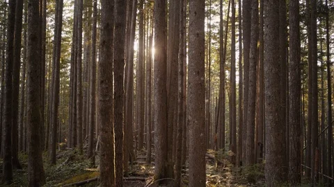 Northwest forest in Sunshine Stock Footage 91337261