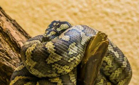 Northwestern carpet python coiled up on a branch in closeup, tropical snake s 写真素材