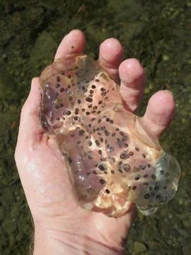 Northwestern Salamander Eggs Stock Photos